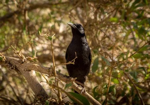 The black bird on the tree in the oasis in the Middle East. Stock Photos