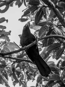 The black bird on the tree Stock Photos