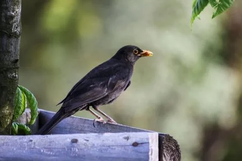 Black bird in tree in spring Stock Photos