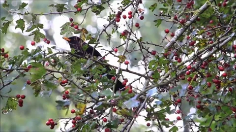 Black bird in tree, turdus merula, eating rowan berries, winter Stock Footage 54232869