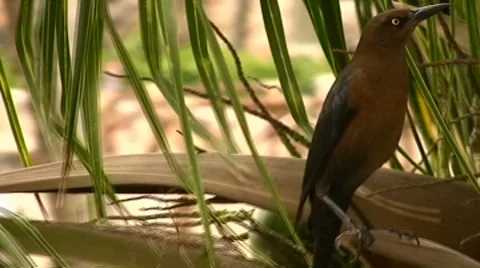Black bird in tropical setting Stock Footage 8156485