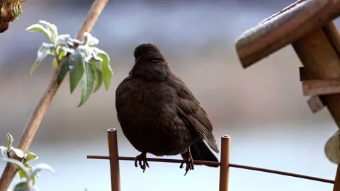 Black bird turdus merula close up Stock Footage 231044436