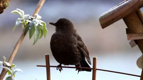 Black bird turdus merula close up Stock Footage 231097309