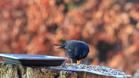 Black bird turdus merula eats bird seed Stock Footage 180424794
