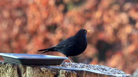 Black bird turdus merula eats bird seed Stock Footage 180493433