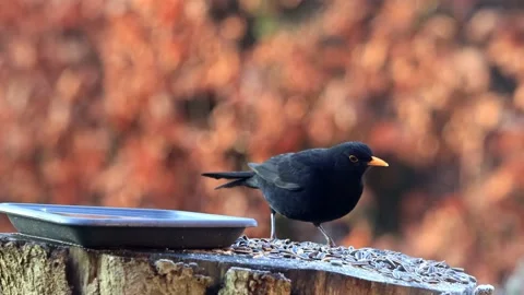 Black bird turdus merula eats bird seed Stock Footage 194538445