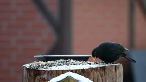 Black bird turdus merula eats bird seed Stock Footage 244255380