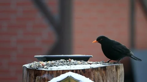 Black bird turdus merula eats bird seed Stock Footage 244255561