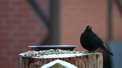 Black bird turdus merula eats bird seed Video stock 244291325