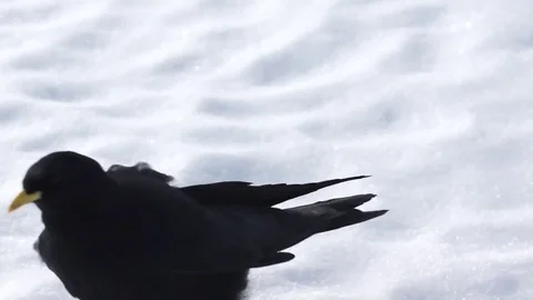 Black bird walking on the snow Stock Footage 77813430