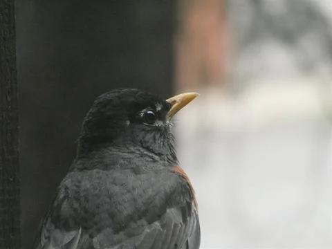 A black bird is watching Stock Photos