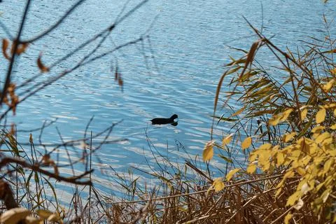 A black bird on the water, a coot, around thickets of grass and bushes, a Stock Photos