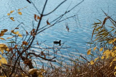 A black bird on the water, a coot, around thickets of grass and bushes, a Stock Photos