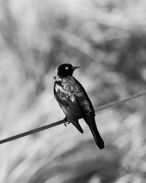 Black Bird on Wire Stock Photos