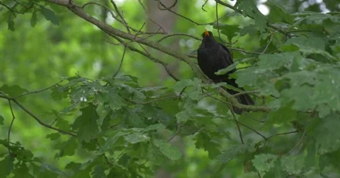 Black Bird With Yellow Beak on The Tree, Flies Away in The Park Stock Footage 51613843