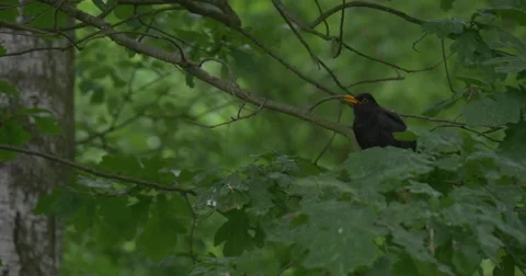 Black Bird With yellow beak on the tree in The Park Video stock 51613944