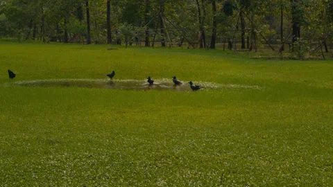 Black birds bathing in rain puddle on grass Stock Footage 321009134
