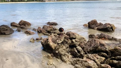 Black Birds on a Beach Stock Footage 105927912