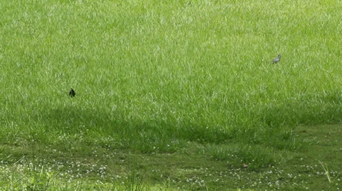 Black birds in field Stock Footage 25842460