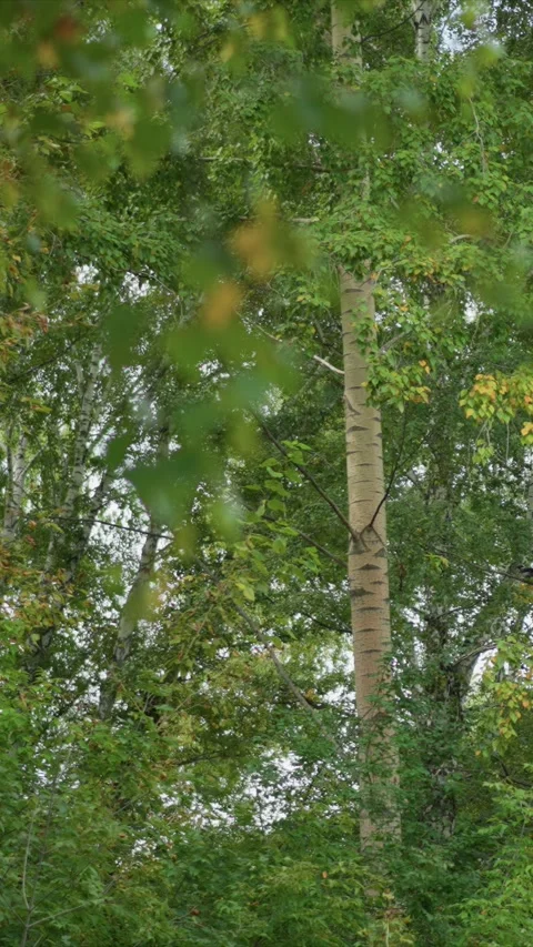 Black Birds Fly and Perch Among Dense Green Forest Foliage with Birch Trees Stock Footage 342789568