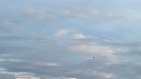 Black birds fly in the blue sky, birds remain above the city, flight of birds, Stock Footage 333665454