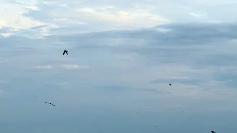 Black birds fly in the blue sky, birds remain above the city, flight of birds, Stock Footage 333665564