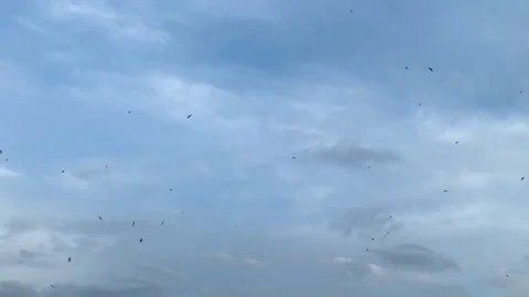Black birds fly in the blue sky, birds remain above the city, flight of birds, Stock Footage 333665596