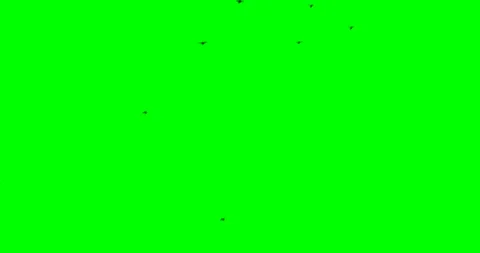 Black birds fly from the bottom up from the left corner to the right Stock Footage 86793014