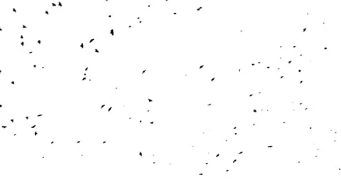 Black birds fly from the bottom left corner and fly away on a white background Stock Footage 86793273