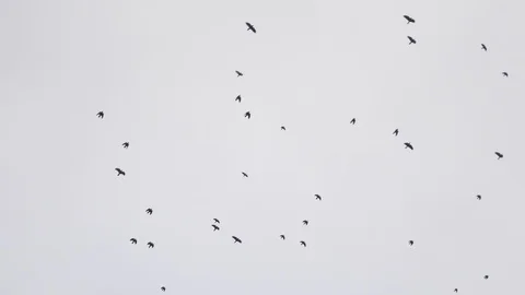 Black birds fly in the evening sky Stock Footage