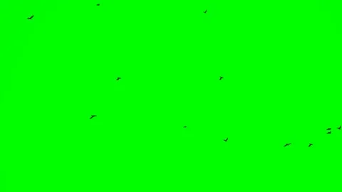 Black birds fly left to right on the green screen Stock Footage 86789581