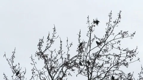 Black Birds Fly From Tree Into White Sky Video stock 120199861