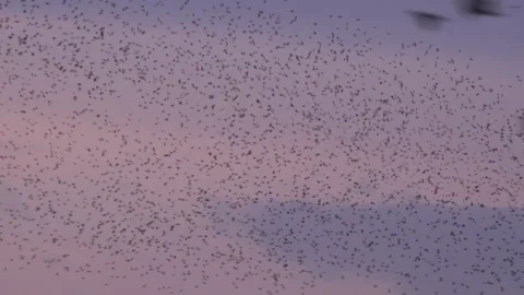 Black birds flyig in the evening as strarling murmuration England UK 4K Stock Footage 266292687