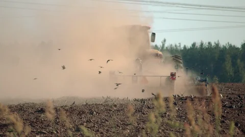 Black birds flying in a cloud of dust behind a tractor that plows the soil, they Stock Footage 122237416