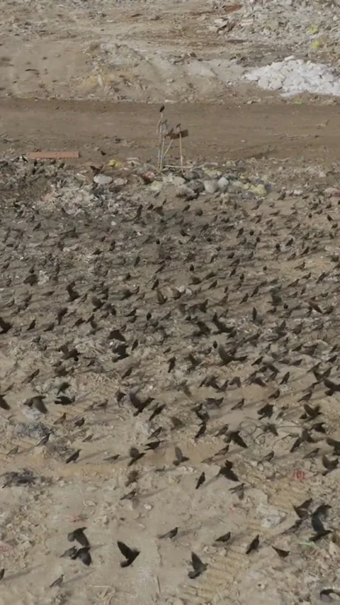 Black birds flying over garbage landfill site chaotic motion Stock Footage 334168725