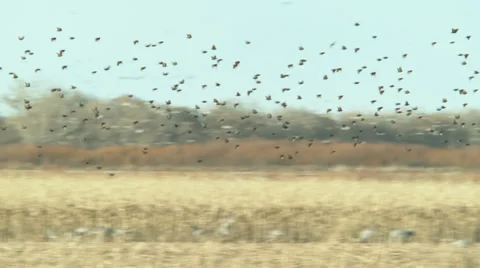 Black birds flying in sync Stock Footage 36015460