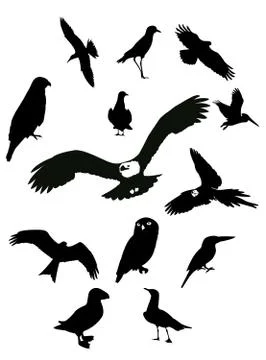 Black birds Stock Illustration