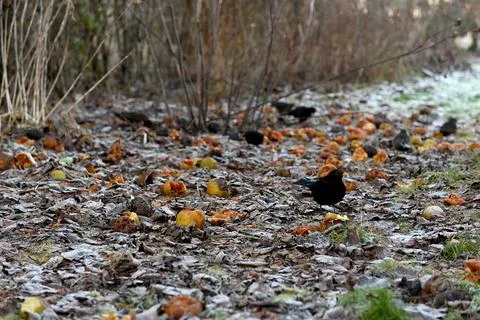 Black birds 库存照片