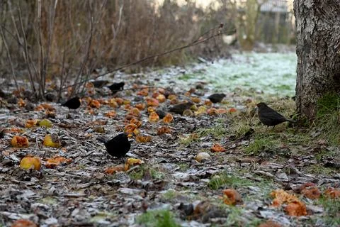 Black birds Photos