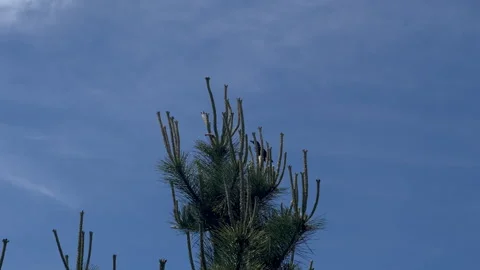 Black Birds On Pine Tree Stock Footage 250083474