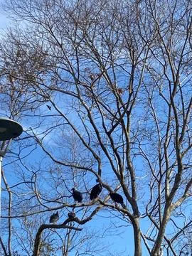 Black Birds Resting on Bare Tree Branches Stock Photos