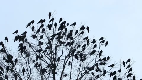 Black birds settled all over the tree Stock Footage 220803975