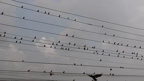 Black birds sitting on electric cable Stock Footage 120561364