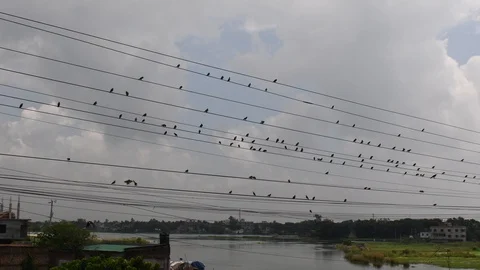 Black birds sitting on electric cable Stock Footage 120561380