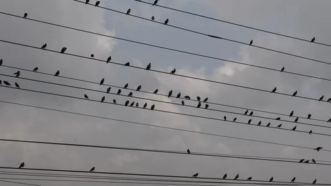 Black birds sitting on electric cable Stock Footage 120561389