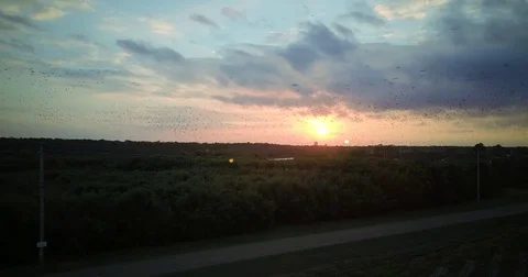 Black Birds Swarm Camera Stockbeeldmateriaal 83606473
