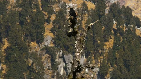 Black birds in the tree on mountains Stock Footage 75245056