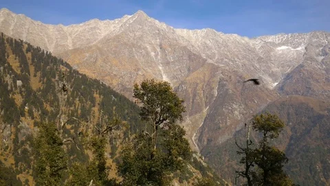 Black birds in the tree on mountains Stock Footage 75245215