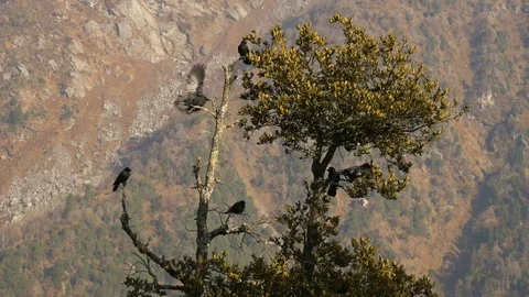 Black birds in the tree on mountains Stock Footage 75245924