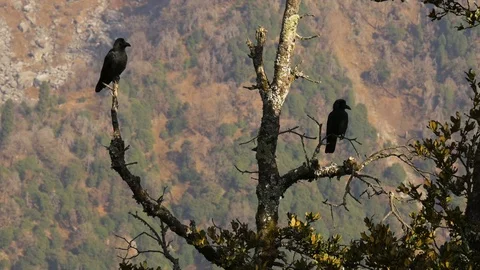 Black birds in the tree on mountains Stock Footage 75246102